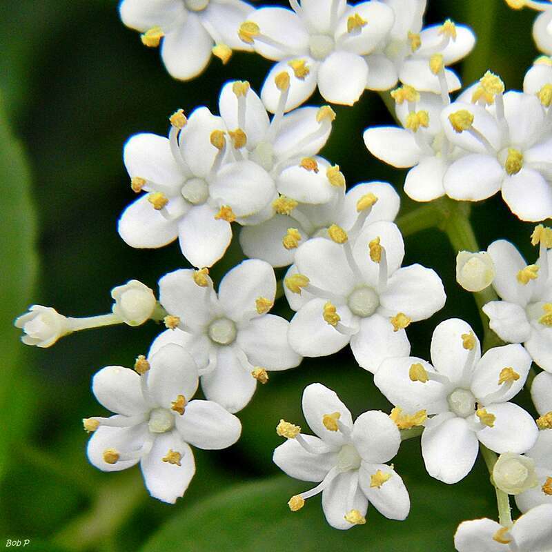 Elderberry blooming by the parking lot of Frenchman's Forest Natural Area. The heads of tiny flowers can be dipped in batter and fried (!?) and the fruit, loved by birds, can be made into wine and jelly. Though the fruit and flowers are edible, the