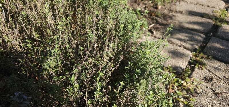 English thyme in the herb harden at Meadowbrook Park in Urbana, Illinois