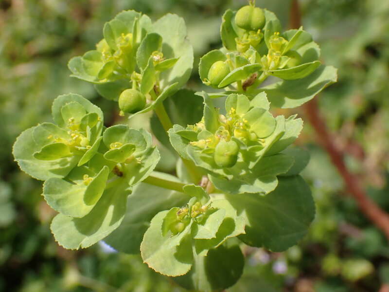 Sun spurge (Euphorbia helioscopia)