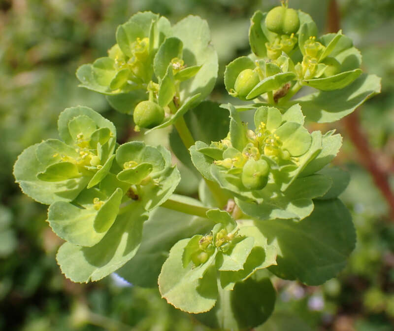 Sun spurge (Euphorbia helioscopia)