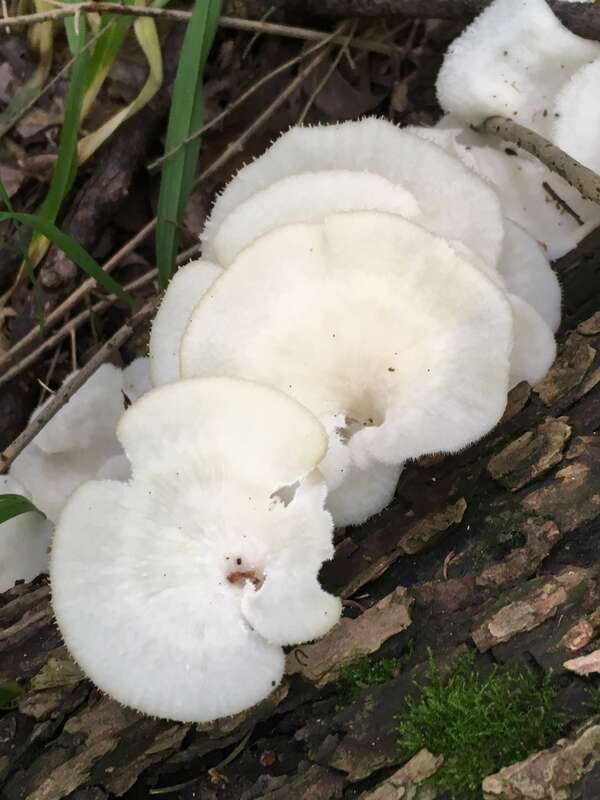 Favolus brasiliensis