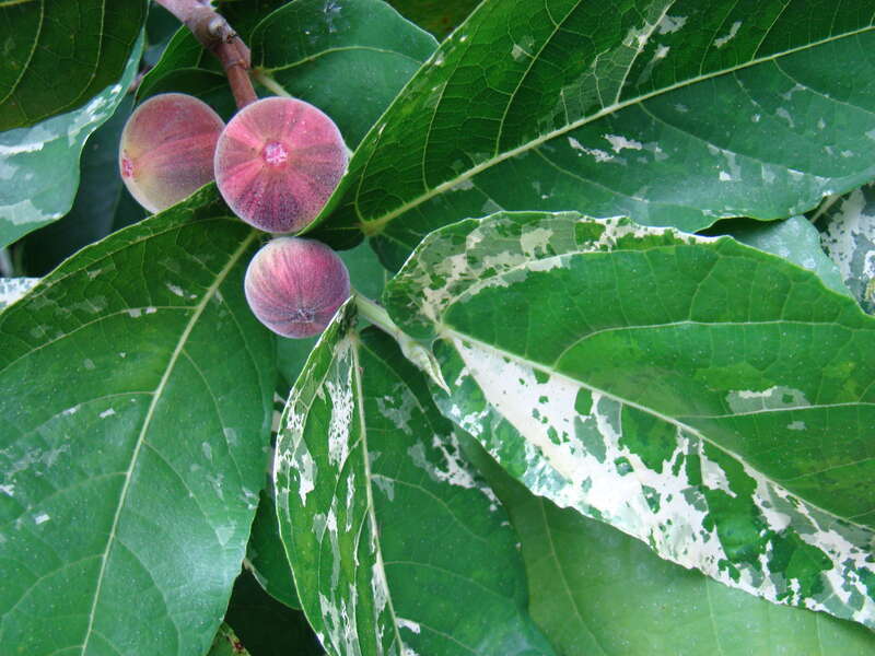 Figs on the variegated fig Ficus aspera 'Parcellii' (Moraceae) tree at the Flamingo Gardens, Davie, Florida.
