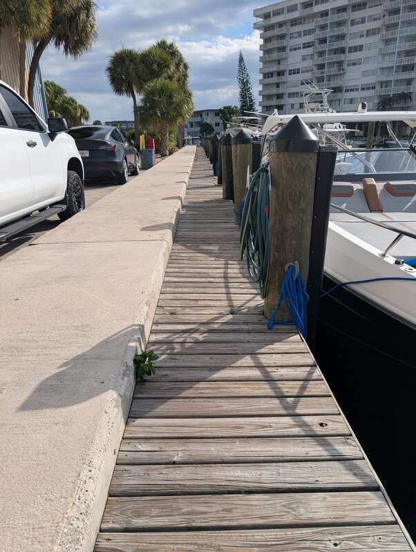 Florida Strangler Fig (Ficus aurea) in the United States