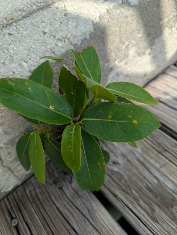 Florida Strangler Fig (Ficus aurea) in the United States