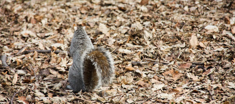 Ardilla de Central Park que no quería enseñarme la cara