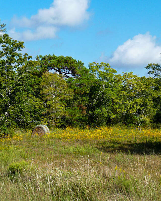 Small meadow/vacant lot on the south side of Friendswood near the intersection of FM 518 and FM 528