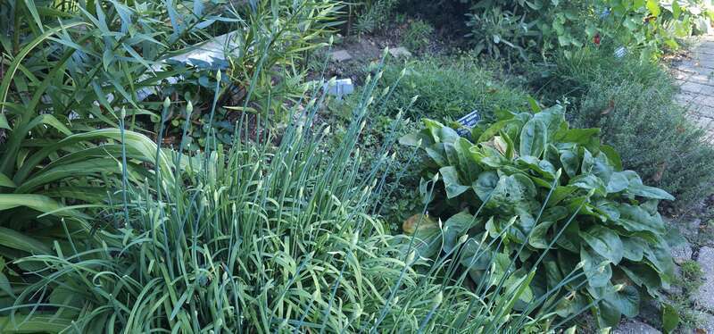 Garlic chives in the herb garden at Meadowbrook Park in Urbana, Illinois