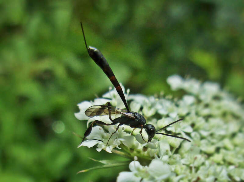 Gasteruption spec. (Gasteruptiidae) - (imago), Niagara (NY), United States