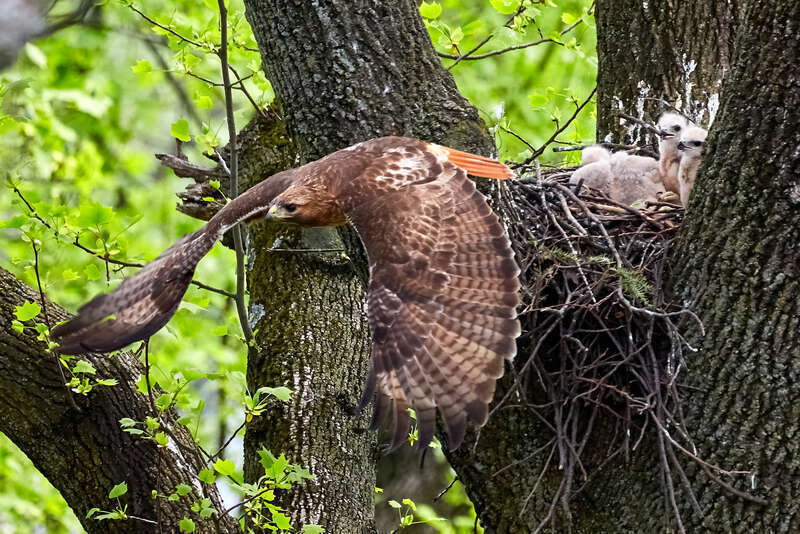 500px provided description: Redtail hawk [#bird ,#nature ,#wildlife ,#nest ,#wild ,#hawk ,#babies ,#bird in flight]