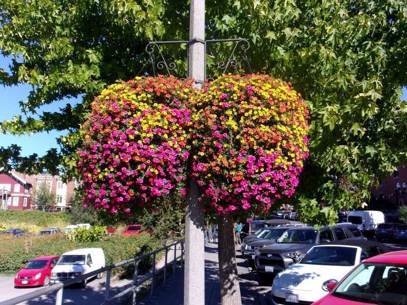 Hanging flowers, Fairhaven District, Bellingham, Sept. 2017