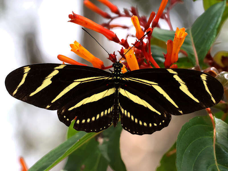 Zebra Longwing at the butterfly garden in Loxahatchee National Wildlife Refuge, Boynton Beach