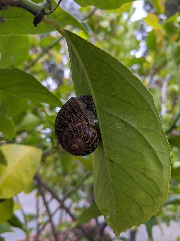 A garden snail, Helix aspersa, hanging from a leaf near Ainsley House in Campbell, California.