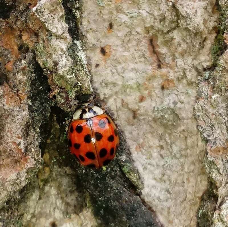 Green Beetle Hanger (Hesperomyces virescens)