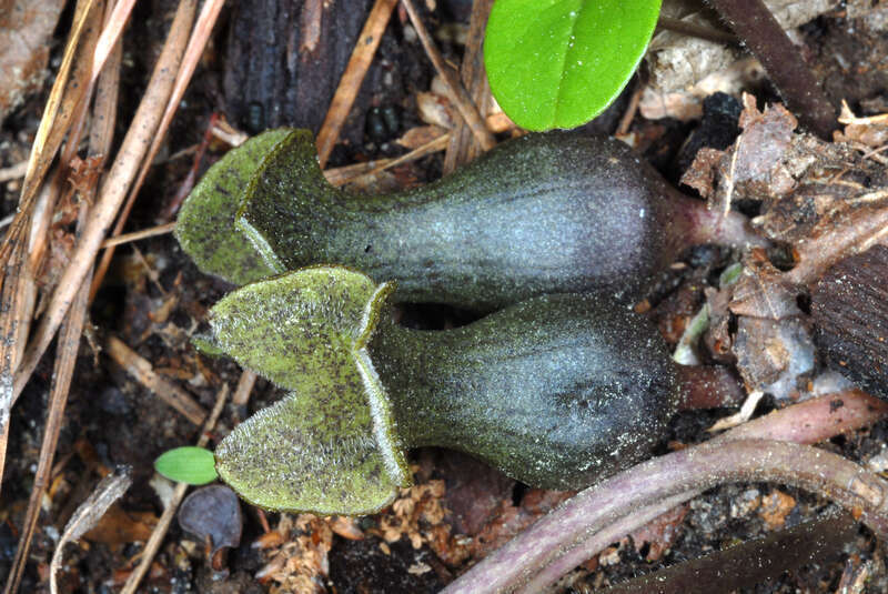 Hexastylis arifolia (Asarum arifolium)