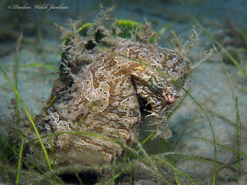 Northern Seahorse (Hippocampus erectus) in the United States