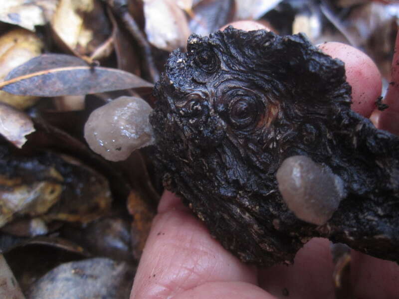 Shadowy Oysterling (Hohenbuehelia grisea)