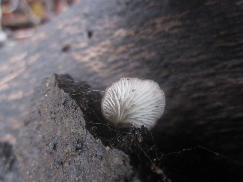 Shadowy Oysterling (Hohenbuehelia grisea)