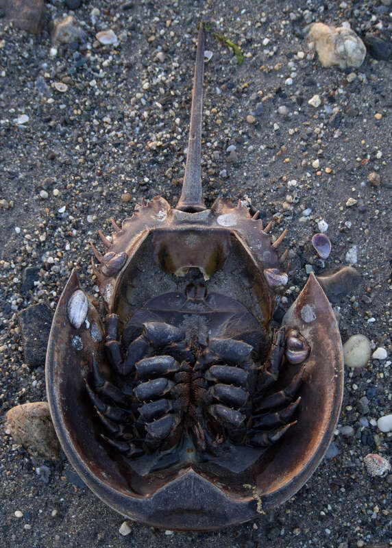 Underside of an Atlantic horseshoe cab (Limulus polyphemus) at Silver Sands State Park.