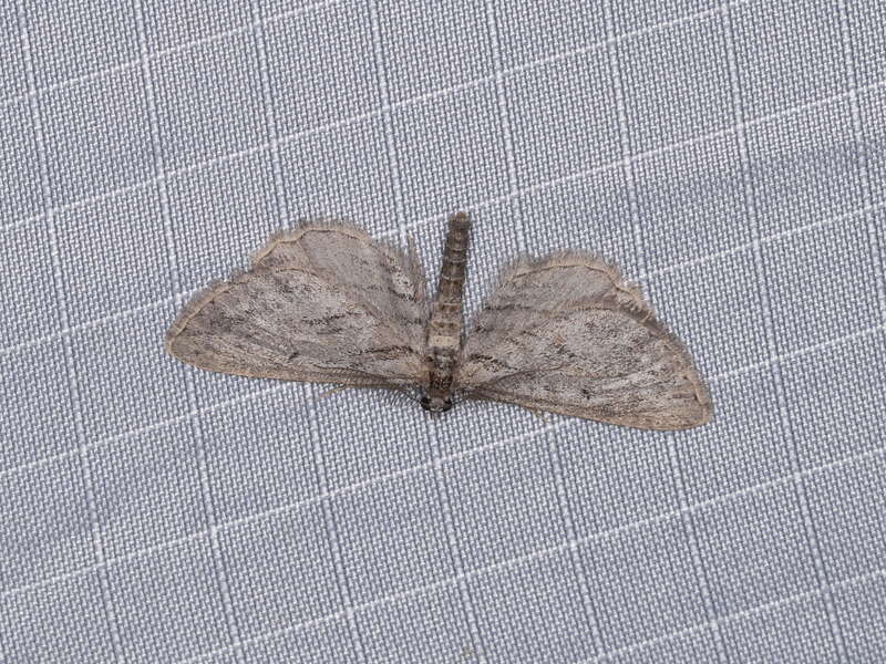 Hulstina exhumata (Swett, 1918), to actinic light, Mitchell Canyon, Mount Diablo State Park, California, USA, 4 June 2018
See:

&amp;lt;a href=&quot;http://digitallibrary.amnh.org/handle/2246/1134&quot;