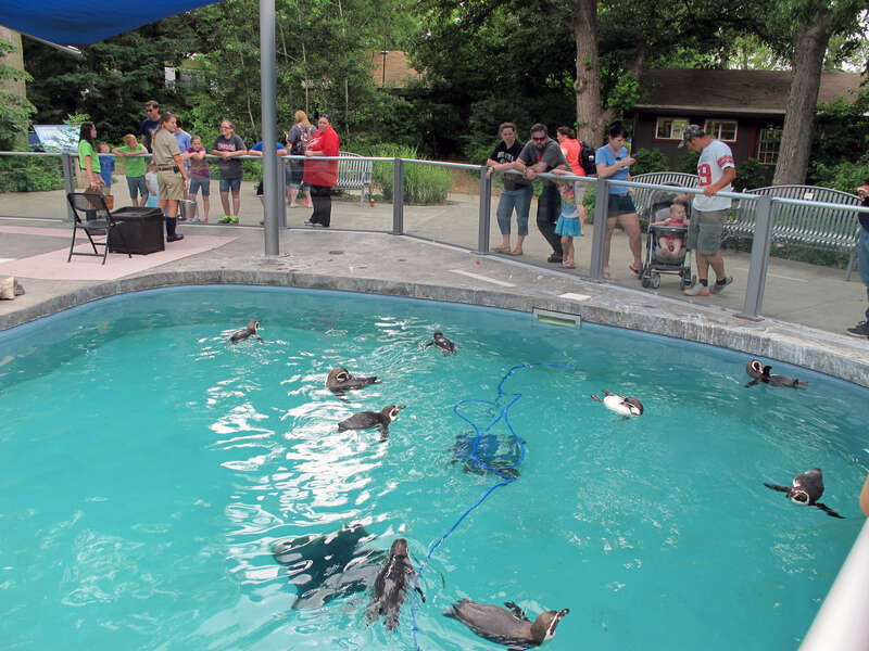 Photo of the Humboldt Penguin exhibit inside the Lincoln Children's Zoo, 1222 S. 27th Street in Lincoln, Nebraska.  Photo taken on the platform viewing area; on the east side of the penguin pool, looking north-northwest.
