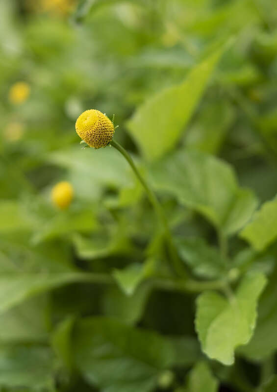 The flower of (Acmella oleracea) commonly called the toothache plant.