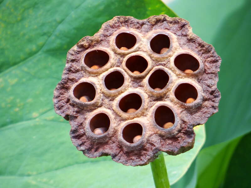 The seedpod holds the Lotus seeds inside those holes.
