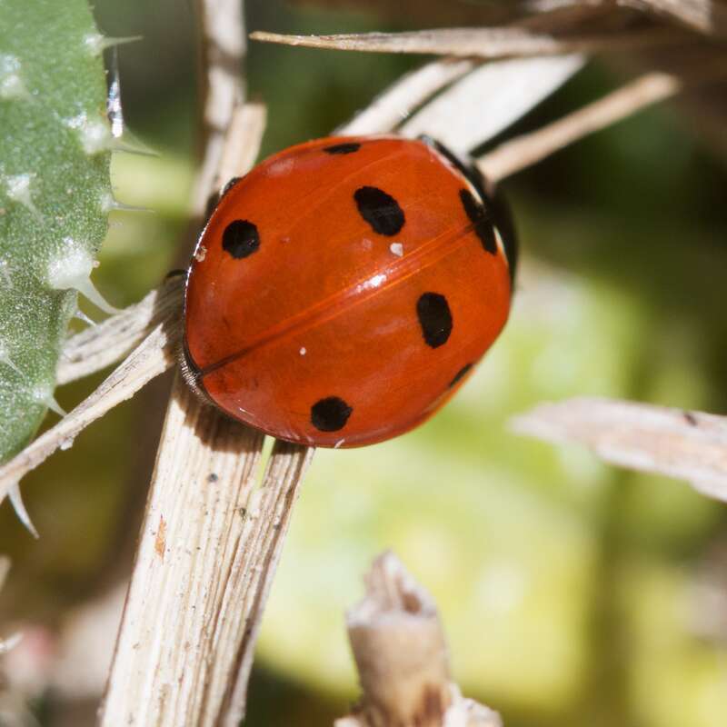 Seven-spot ladybug test shot with a 100mm lens plus at 12 mm extension tube, handheld. So far so good.

The dandelion-like plant it was on also had two Convergent Ladybugs and one other that was all red (no spots). It could have been C. californica.