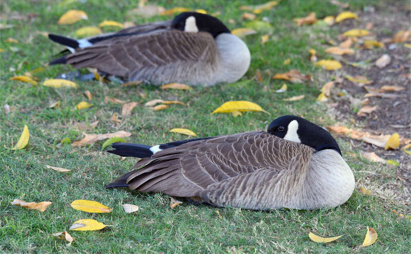 500px provided description: Mid-morning nap after eating all the dandelions and fresh grass tips. [#autumn ,#geese ,#goose ,#sleeping ,#canadian goose ,#sigma 120-400 ,#los angeles arboretum]