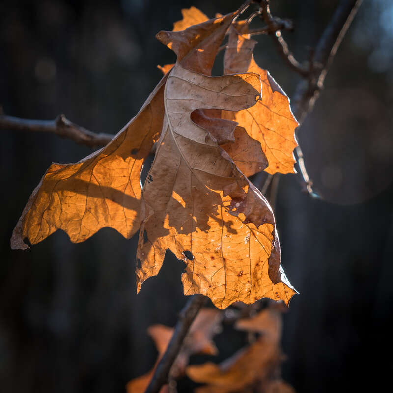 Leftover Leaves, Chester Creek, Duluth