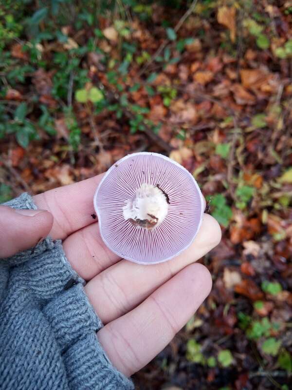 Blewit (Lepista nuda)