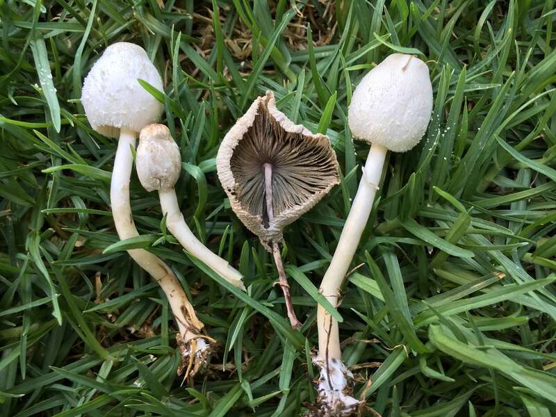 Leucocoprinus cepistipes with green-grey gill discolouration.