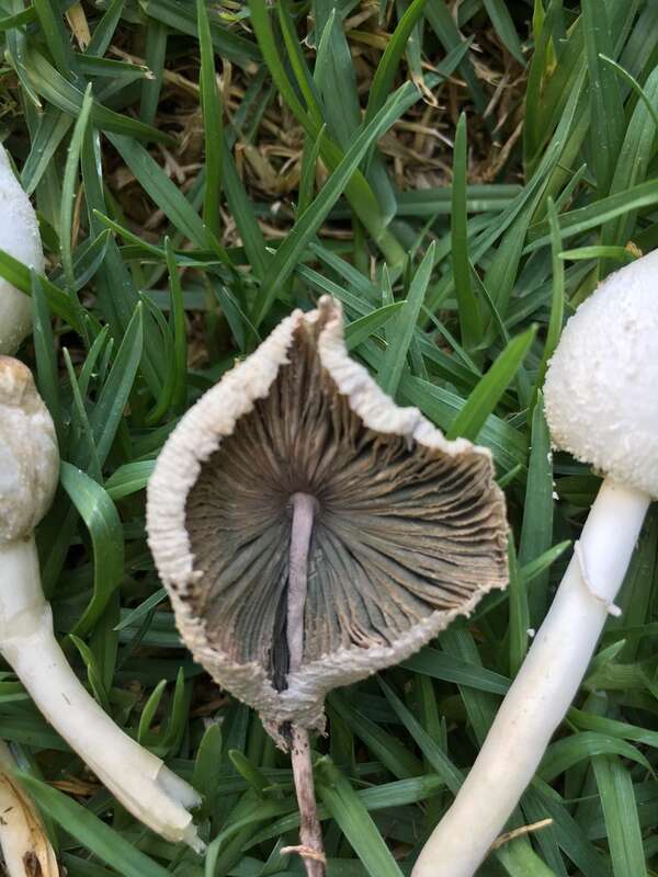 Leucocoprinus cepistipes with green-grey gill discolouration.