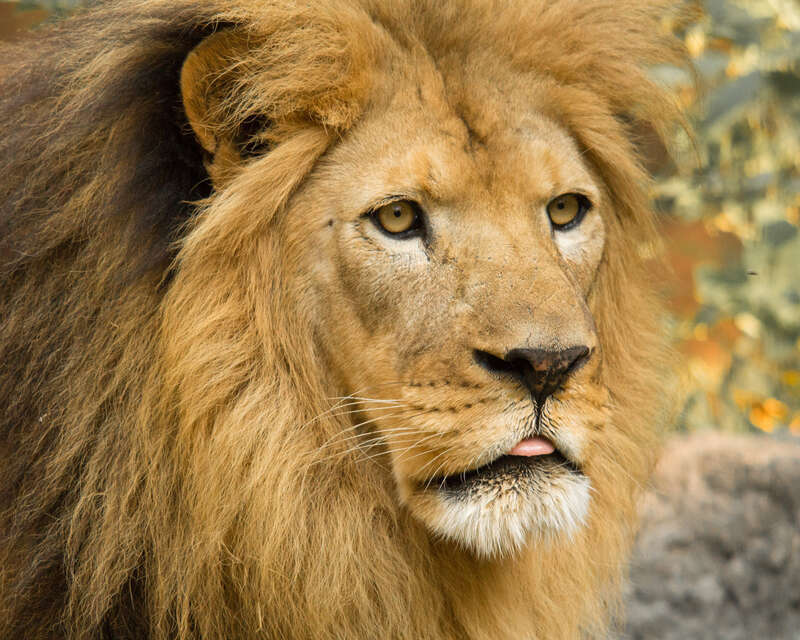 500px provided description: Lion [#animals ,#animal ,#zoo ,#africa ,#wildlife ,#lion ,#mammal]