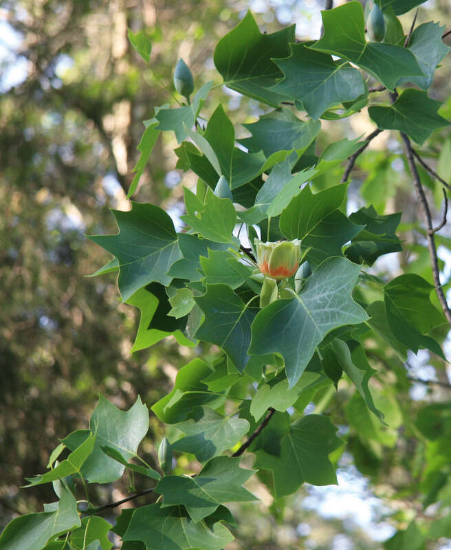 Tulip poplar (Liriodendron tulipifera) flower, side view on leafy branch.  Duke University campus near Duke Forest Durham Division, Durham North Carolina USA.
