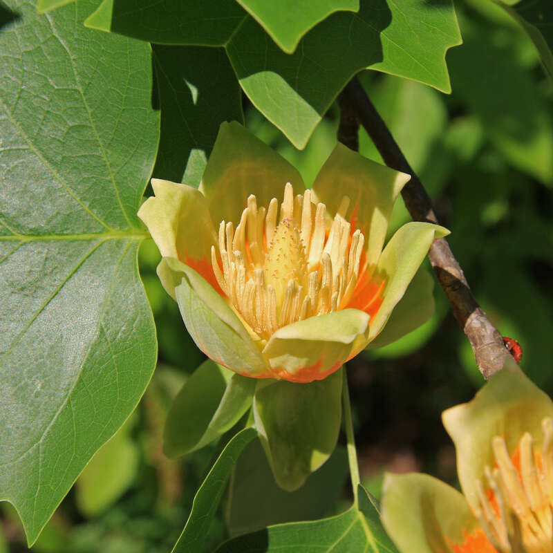 Tulip poplar, or yellow poplar, (Liriodendron tulipifera), closeup looking into flower on leafy branch.  Shows orange, yellow, and pale green coloring, reflexed sepals, large pistil, and numerous stamens.  In woods on Duke University campus near edge