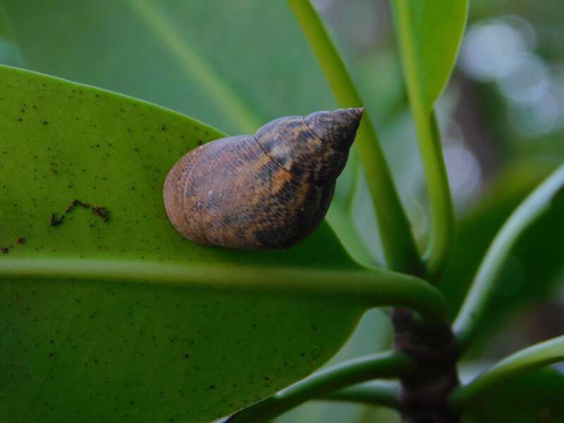 An individual of Littoraria angulifera (Lamarck, 1822)[1] over bushes in a estuary placed in Holland Park, Hollywood, Florida, United States.