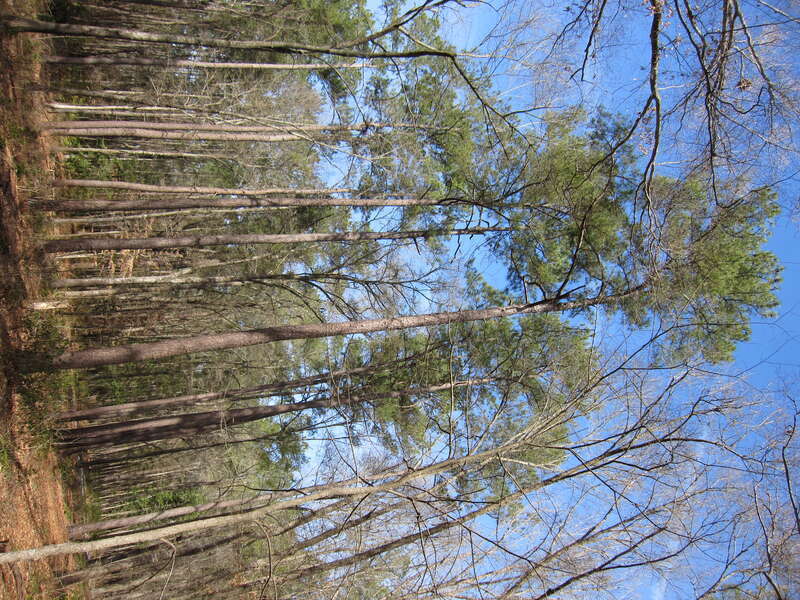 Loblolly Pine (Pinus taeda) at Congaree National Park