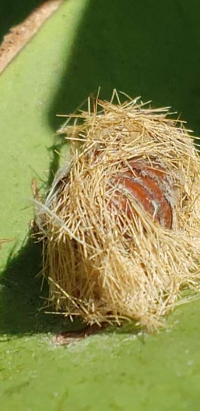 Lymire edwardsii no sul da Florida