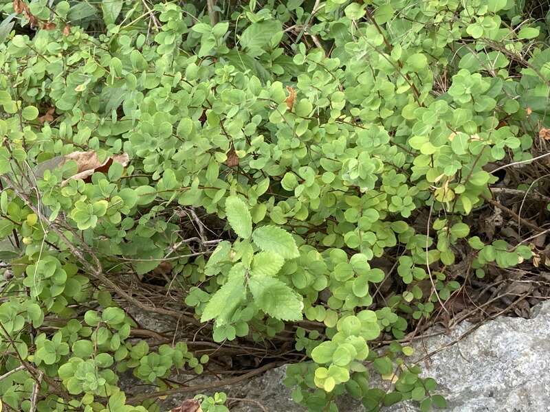 Missouri Maidenbush (Phyllanthopsis phyllanthoides) at Blue Hole Park in Georgetown, Texas