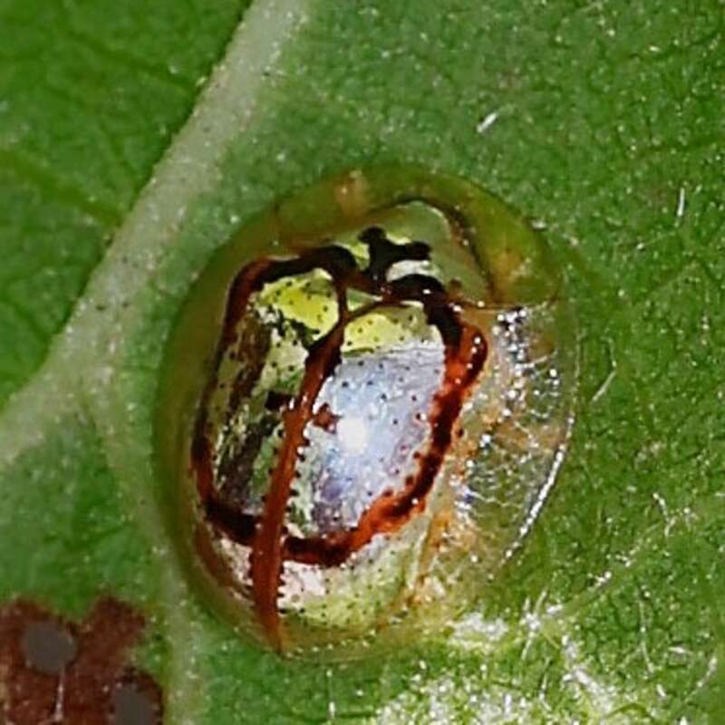 Alamo Vine Tortoise Beetle (Microctenochira bonvouloiri). Species of insect.