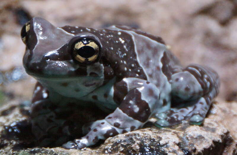 Milk Frog, or Trachycephalus resinifictrix