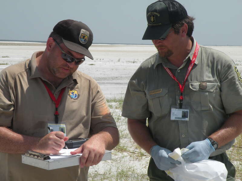 July 15, 2010 Gulfport, MS - Mississippi Team One consists of USFWS Biologist Nate Caswell and USFS Biologist Joe Metzmeier.  Their assignement was a long day on Ship Island in Gulf Islands National Seashore.  Immediately upon arrival, a dead gull