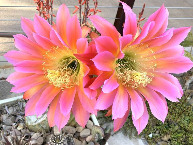 Echinopsis bloom