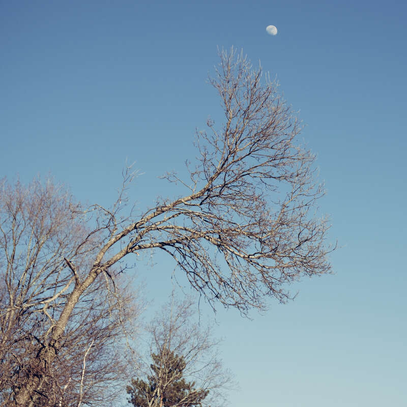 Moon and Branches, Chester Creek, Duluth