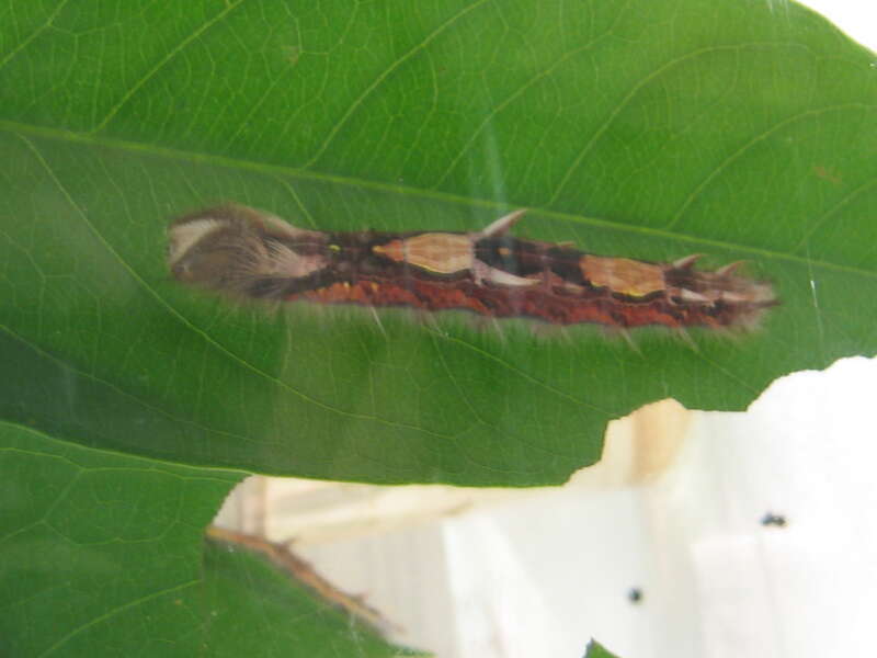 Caterpillar of the butterly species Morpho peleides.