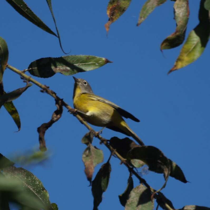 Huntington Central Park

Huntington Beach, CA