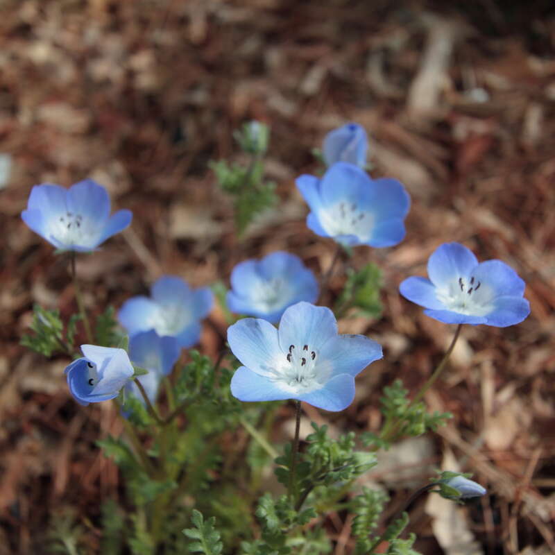 Image of Nemophila menziesii.