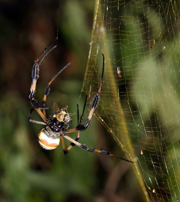 A orb-weaving spider (Nephila clavipes) biting a honey bee (Apis mellifera)