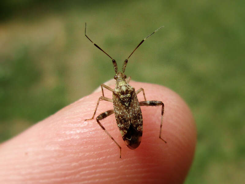 Neurocolpus spec. (Miridae) - (imago), Niagara (NY), United States