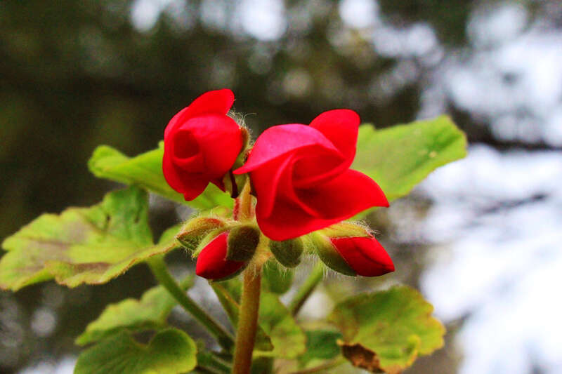 500px provided description: New Life [#spring ,#nature ,#flower ,#floral ,#outside ,#pink ,#new life ,#bloom ,#blooming ,#geranium ,#nature photograph ,#beautful ,#budding flowers ,#nature pics ,#Geranium Flowers ,#Flowers]
